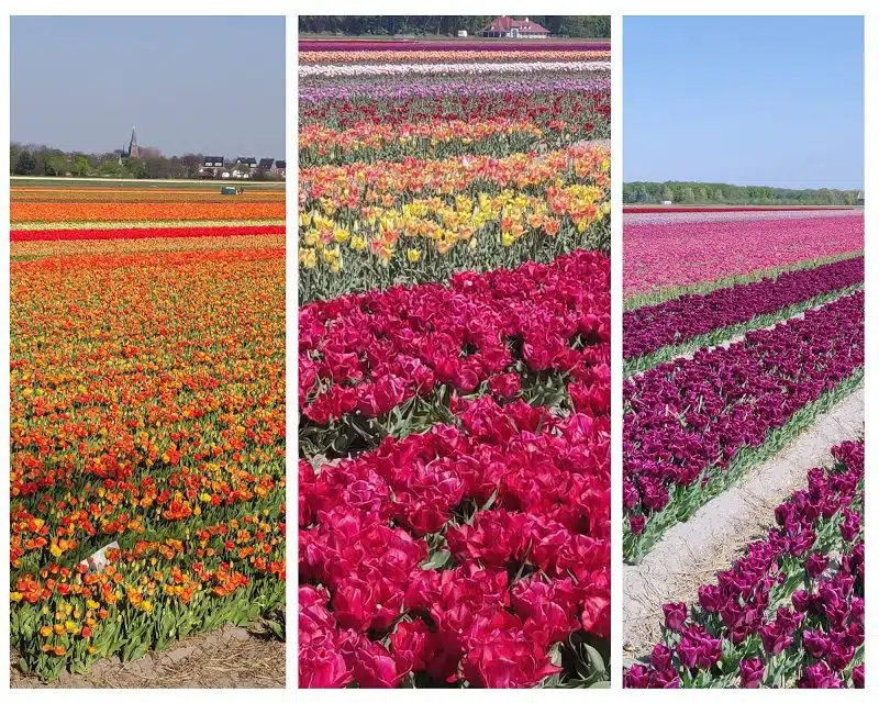 champs de tulipes à voir dans la région du bollenstreek en Hollande aux Pays Bas